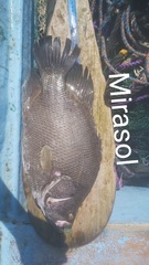 Lobotes surinamensis