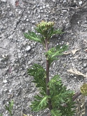 Lepidium