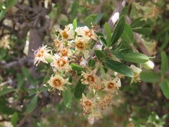 Peraphyllum ramosissimum