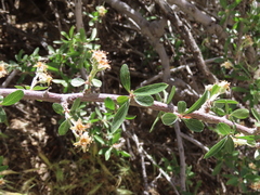 Peraphyllum ramosissimum