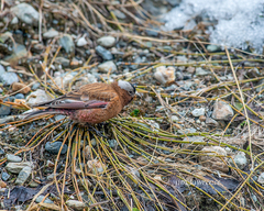 Leucosticte tephrocotis tephrocotis