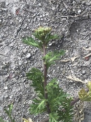 Lepidium