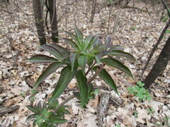 Sambucus racemosa