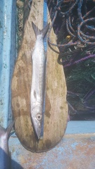 Sphyraena barracuda