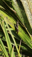 Schistocerca serialis cubense