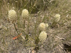 Ptilotus macrocephalus