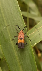 Batesparna platyptera