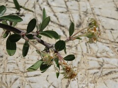 Peraphyllum ramosissimum