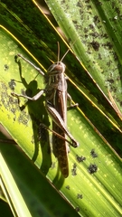 Schistocerca serialis cubense