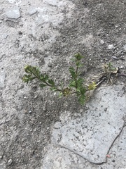 Lepidium