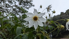 Dahlia imperialis