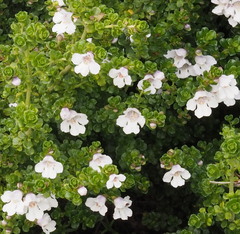 Prostanthera cuneata