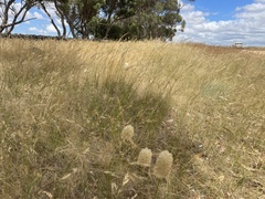 Ptilotus macrocephalus
