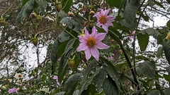Dahlia imperialis