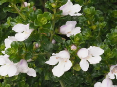 Prostanthera cuneata