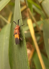 Batesparna platyptera