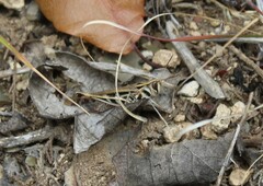 Rhammatocerus viatorius