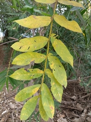 Pterocarya stenoptera