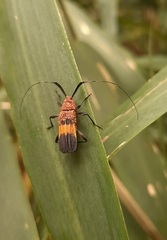 Batesparna platyptera