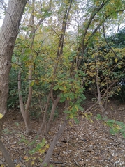 Pterocarya stenoptera