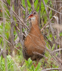 Rallus elegans