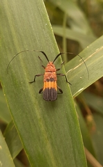 Batesparna platyptera