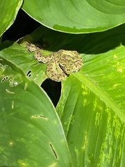 Bothriechis schlegelii