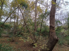 Pterocarya stenoptera