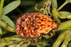 Porphyronota hebraea