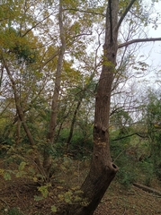 Pterocarya stenoptera