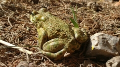 Bufotes viridis sitibundus