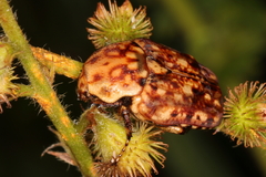 Porphyronota hebraea