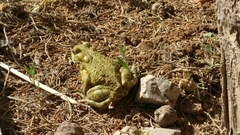 Bufotes viridis sitibundus