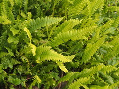 Blechnum penna-marina