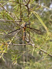 Leptotarsus clavatus
