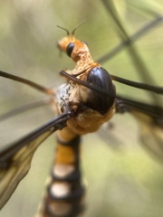 Leptotarsus clavatus
