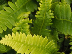 Blechnum penna-marina