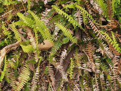 Blechnum penna-marina
