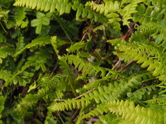 Blechnum penna-marina