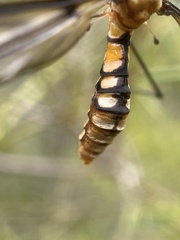 Leptotarsus clavatus