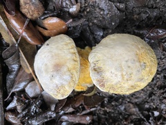 Hypomyces microspermus