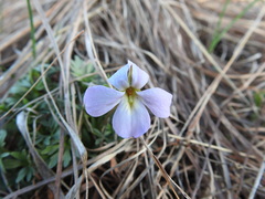 Viola pedata