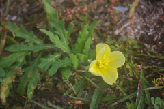 Oenothera laciniata