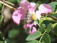 Acmaeodera acuta