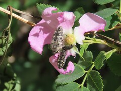 Acmaeodera acuta