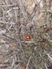 Coleogyne ramosissima