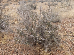 Coleogyne ramosissima