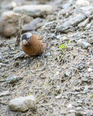 Leucosticte tephrocotis tephrocotis