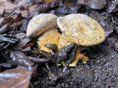 Hypomyces microspermus