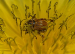 Hopliini